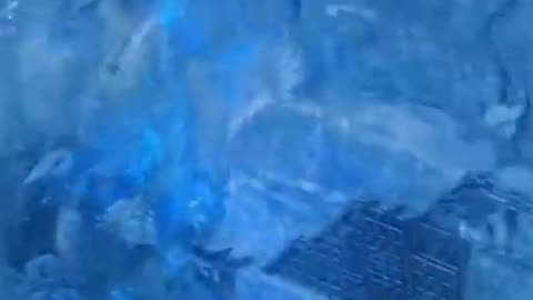 Top amezing video