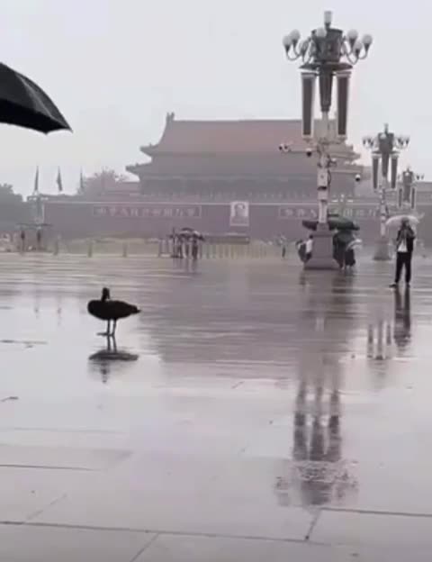 2rk3uMXUgr39TsoazLzb6v