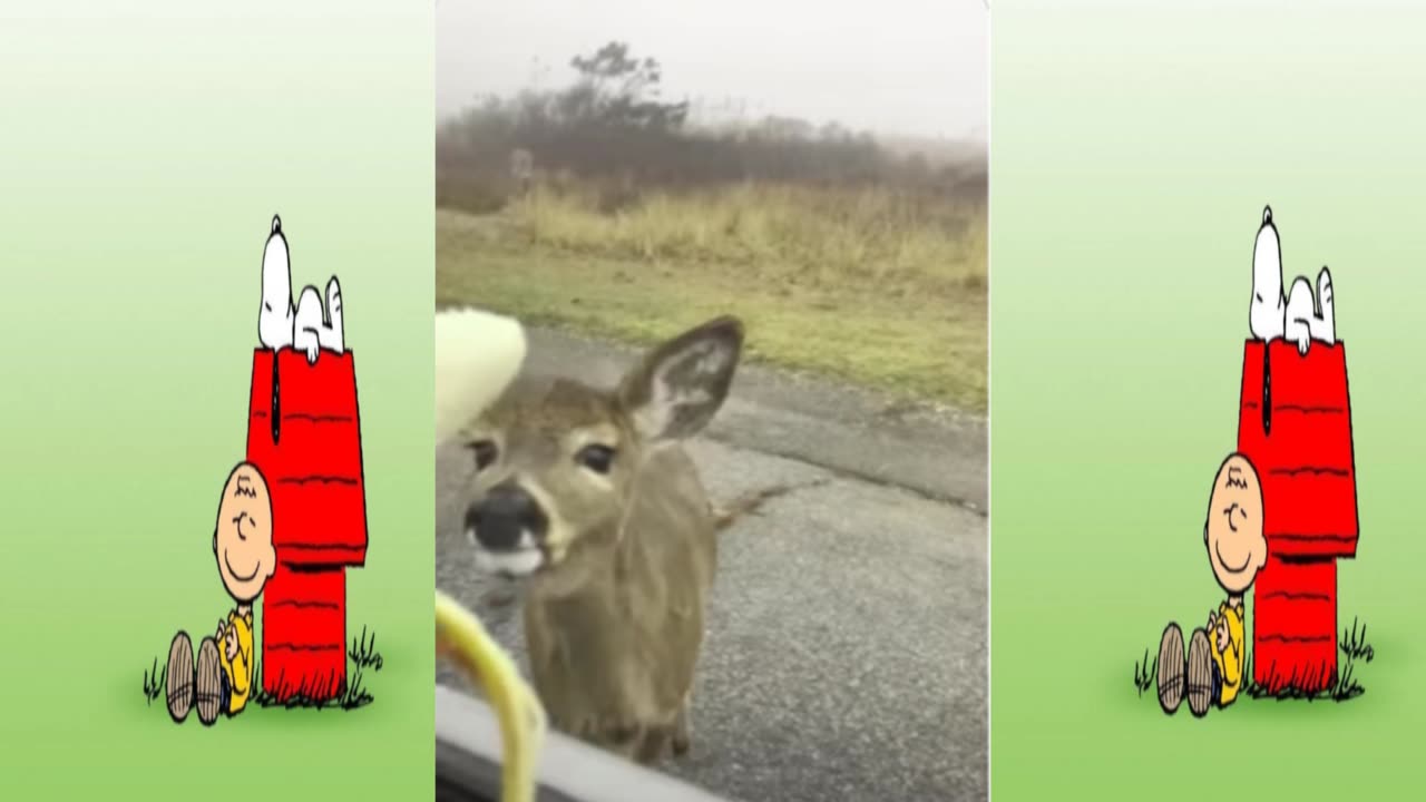 Deer eats banana.