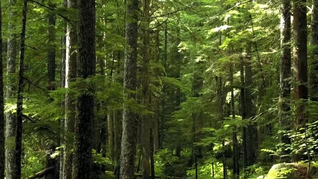 Flying Through A Mystic Forest