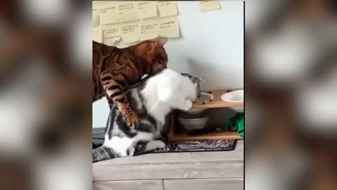 Two cute cats