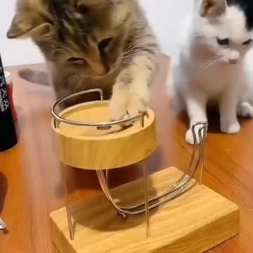 funny and cute cats #shortvideo #shorts