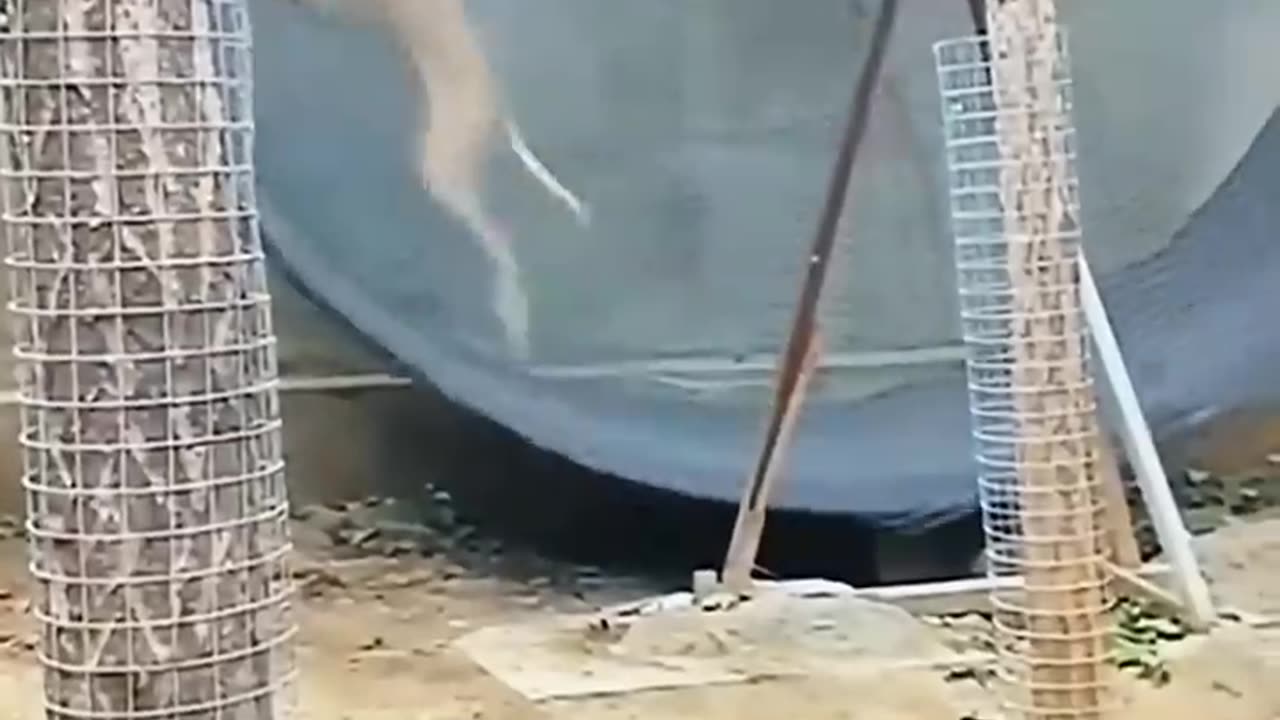 Speed of Dog 🐶