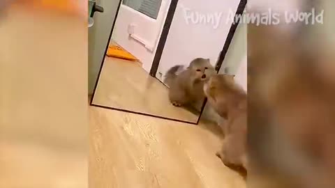 Funny animal