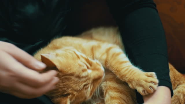 Woman stroking a red cat lying on the couch