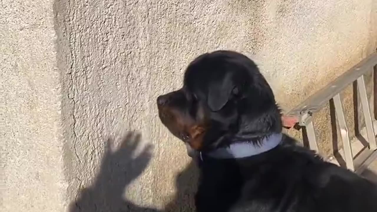 funny trick on dog