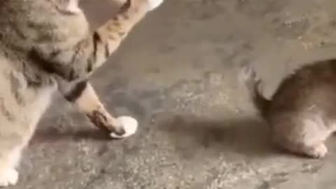 Cute Cats #Shorts Funny video #shorts