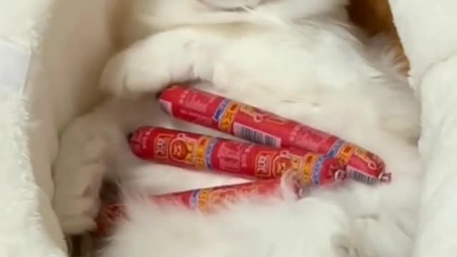 Fish Attacks the Cat