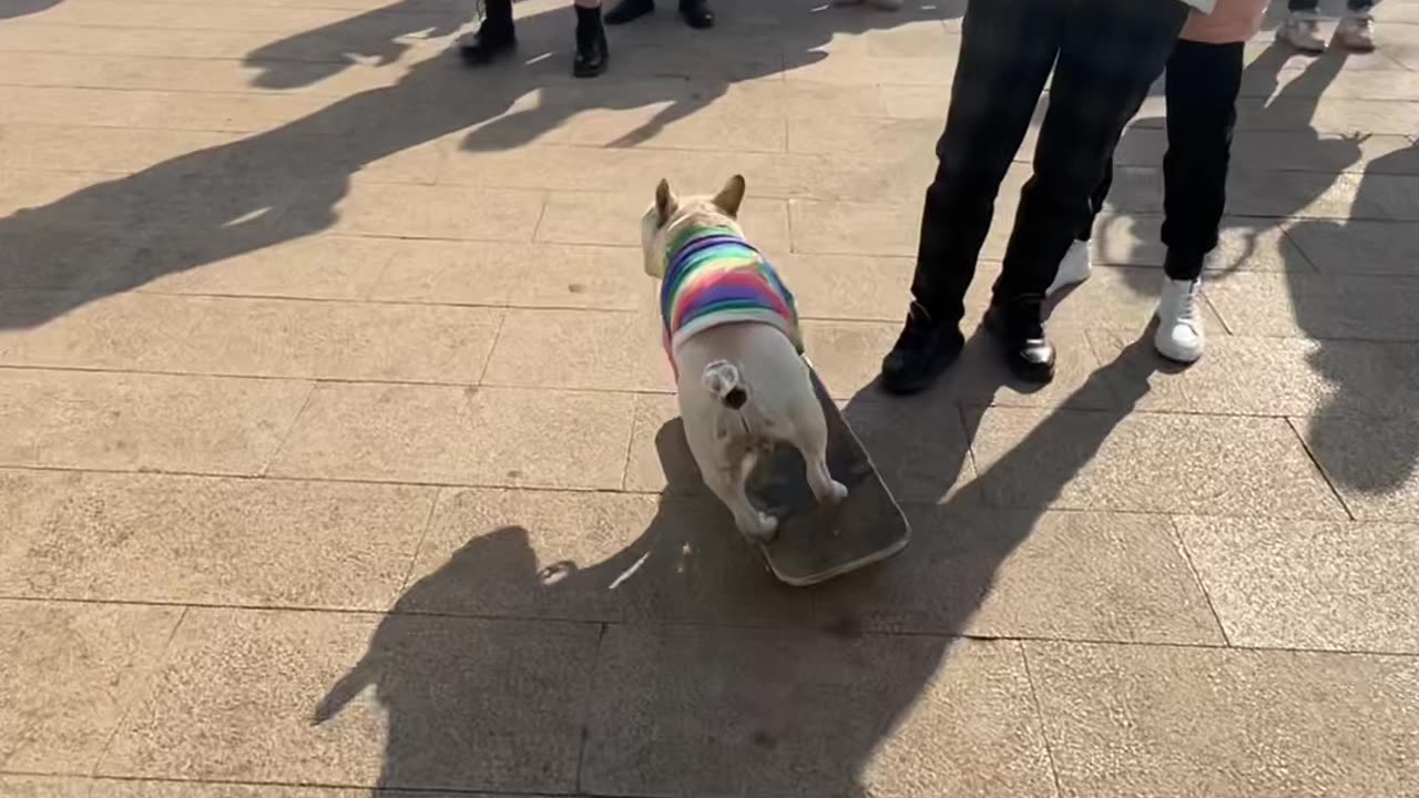 Amazing Dog skating 😍