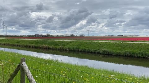 Landschap met rode tulpenvelden en windmolens op achtergrond (korte video) 🌷