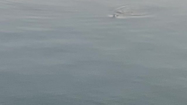 Seal 🦭 caught on camera taking a swim by the bridge