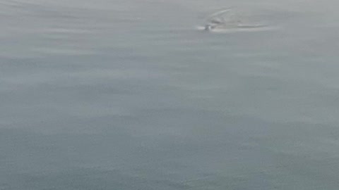 Seal 🦭 caught on camera taking a swim by the bridge