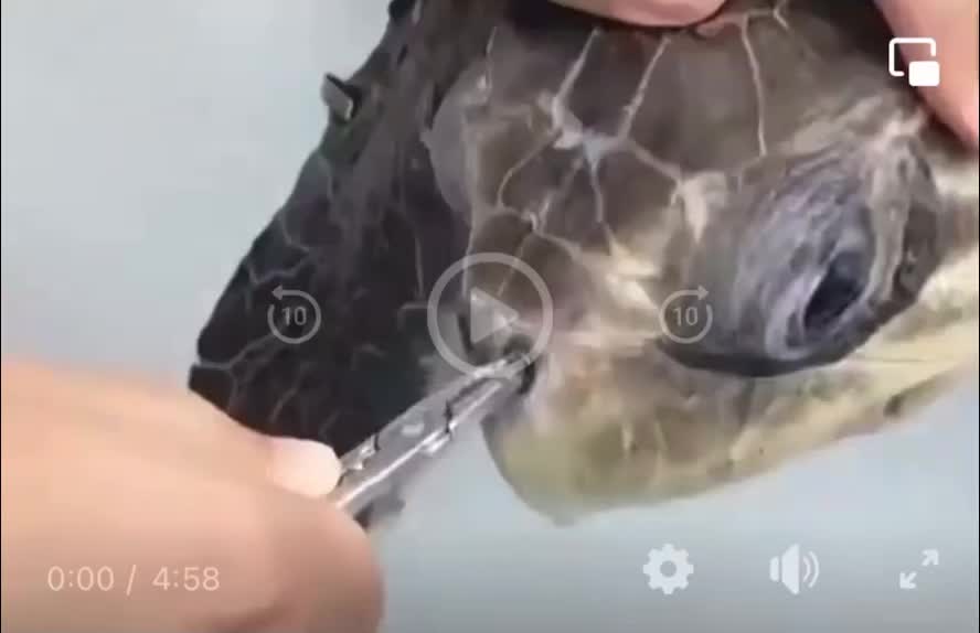 Plastic straw stuck in turtles nose