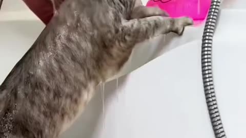 #CuteBabyAnimals #Funny #daily #Shorts #amushorts #rumble C061