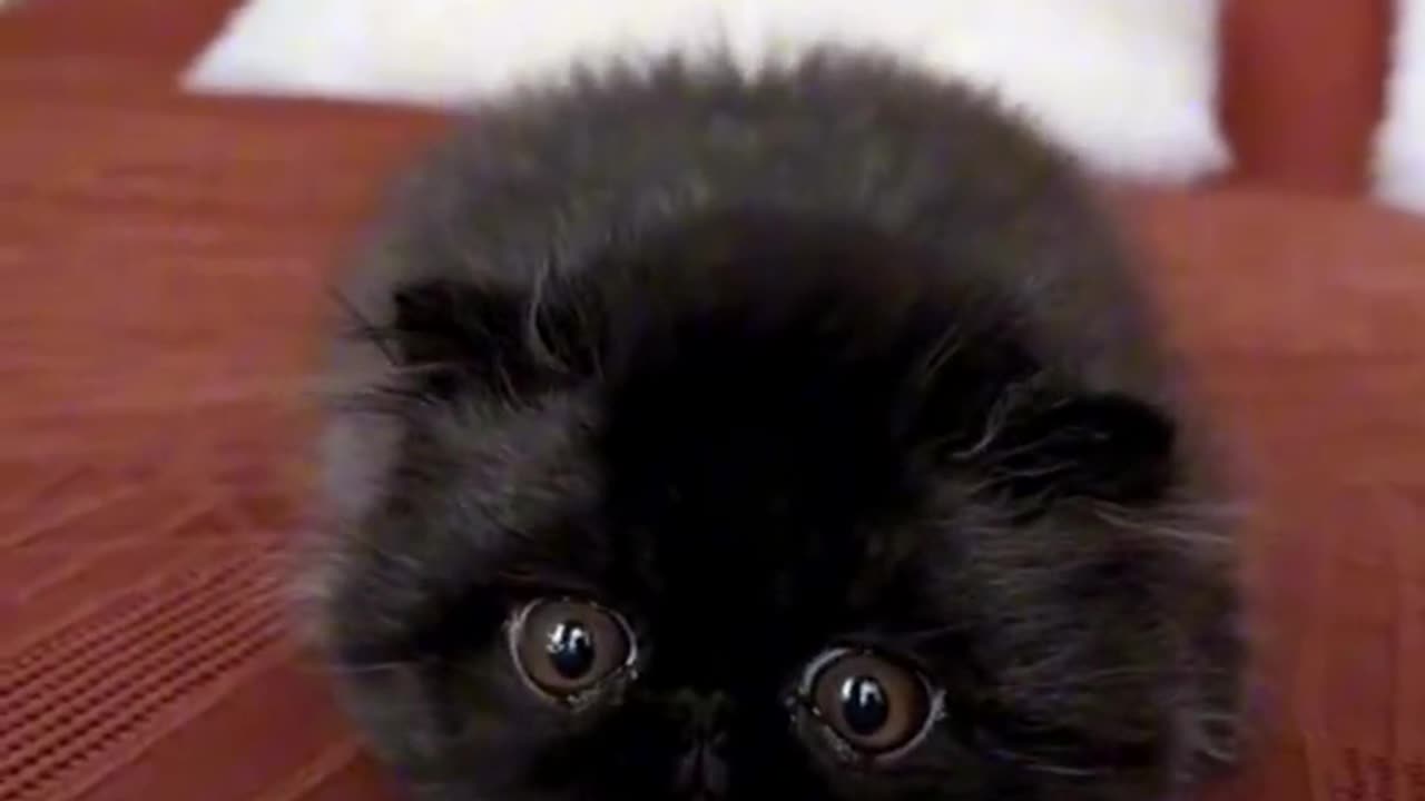 CUTE CAT