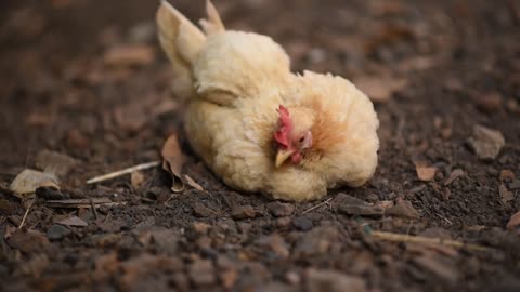 Chicken Rooster Bird video