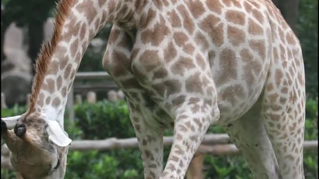 Giraffe head down to eat grass to practice the splits