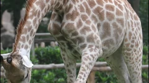 Giraffe head down to eat grass to practice the splits