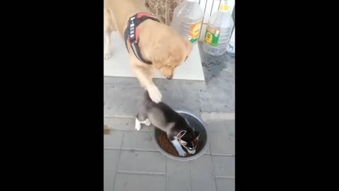 Puppy playing with water