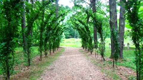 Arbor