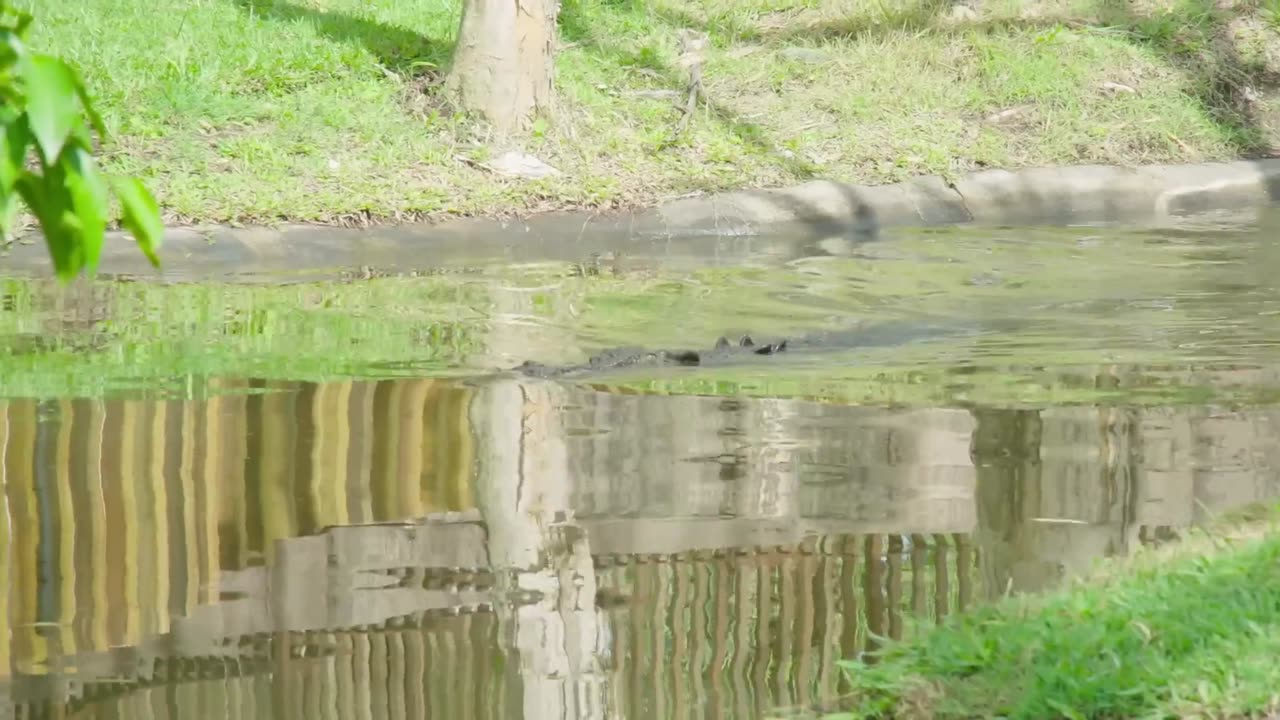 Big Crocodile in Australia Zoo