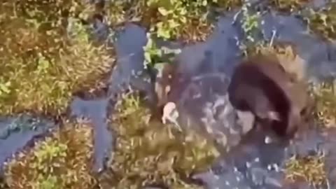 Battle Between A Bear And A Pack Of Laikas #shorts #shortvideo #video #virals #videoviral