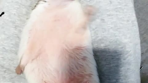 Cute hedgehog eating treats and getting belly rubs!