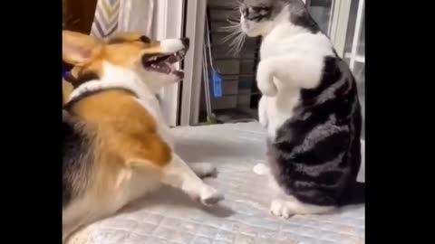 Cat's fight 😂