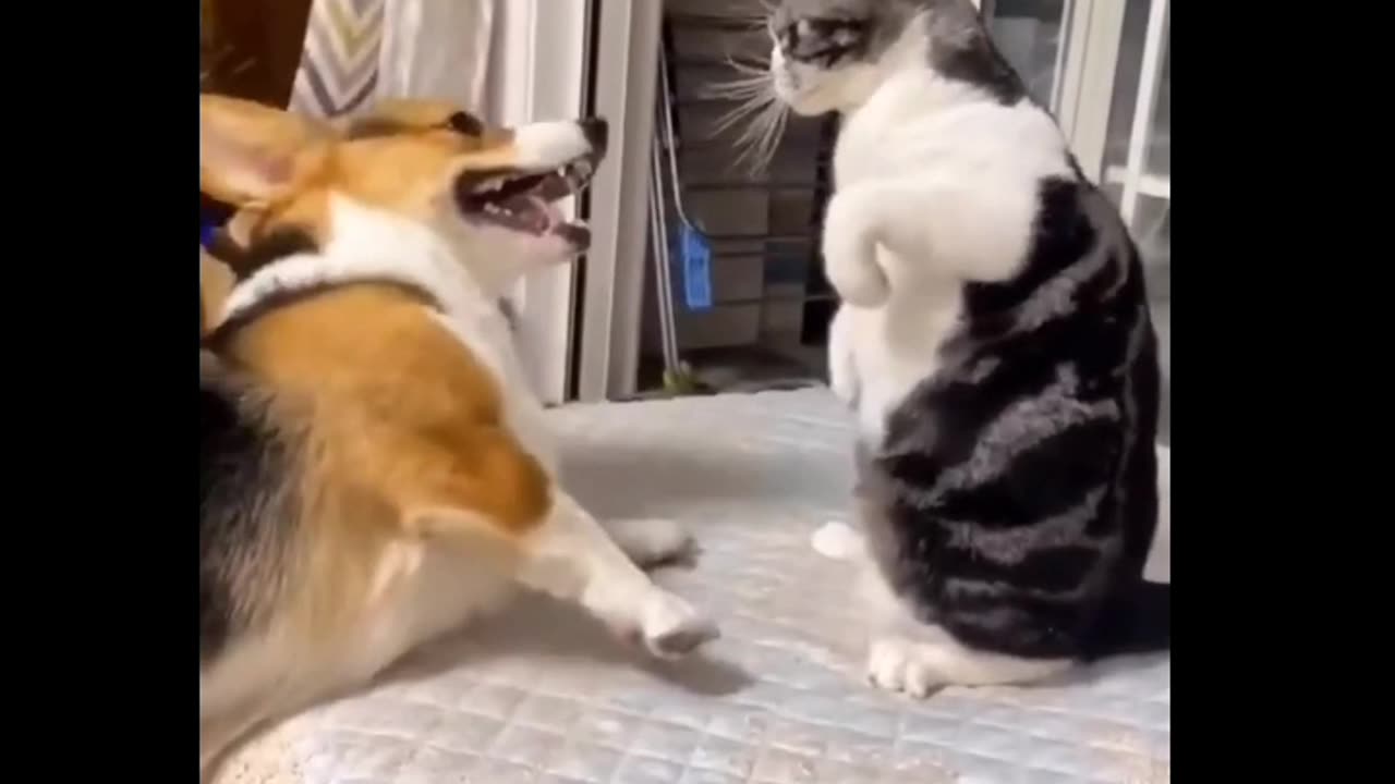 Cat's fight 😂