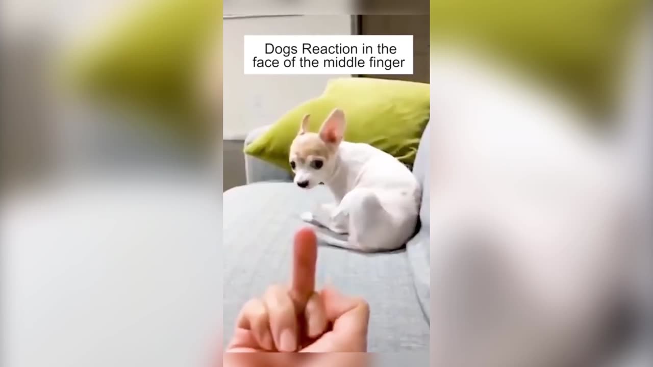 Dogs Funny Reaction