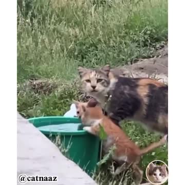 In the hot summer weather, have the air of cats