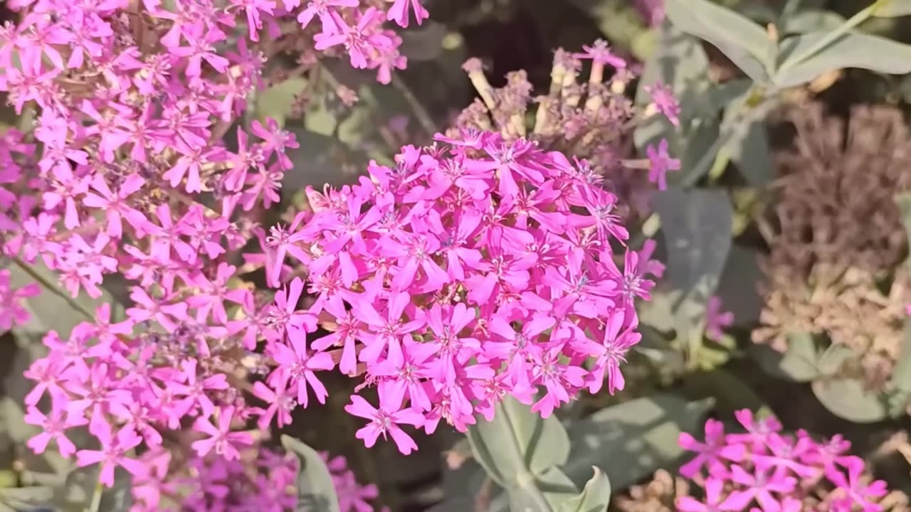 Silene Armeria, Garden Catchfly Flowers, None So Pretty
