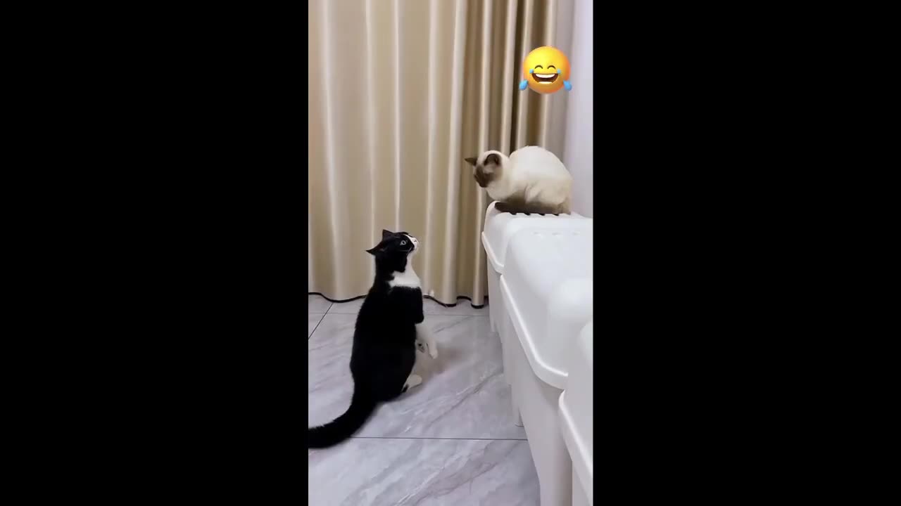 FUNNY COMPILATION VIDEOS 2023 | FUNNY ANIMAL COMPILATION 2023 | PART 3 |