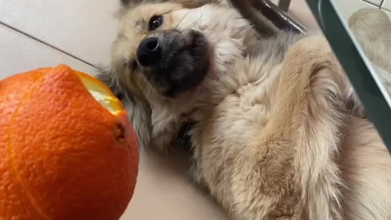 Can I have orange and cuddles?