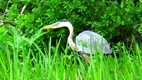 Great Blue Heron
