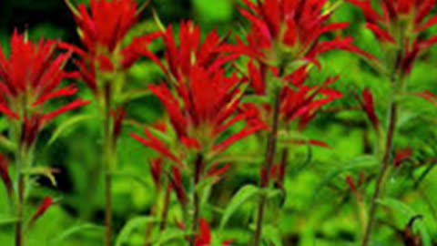 Unleash the Superpowers of Bee Balm Herb: Unbelievable Benefits Revealed!