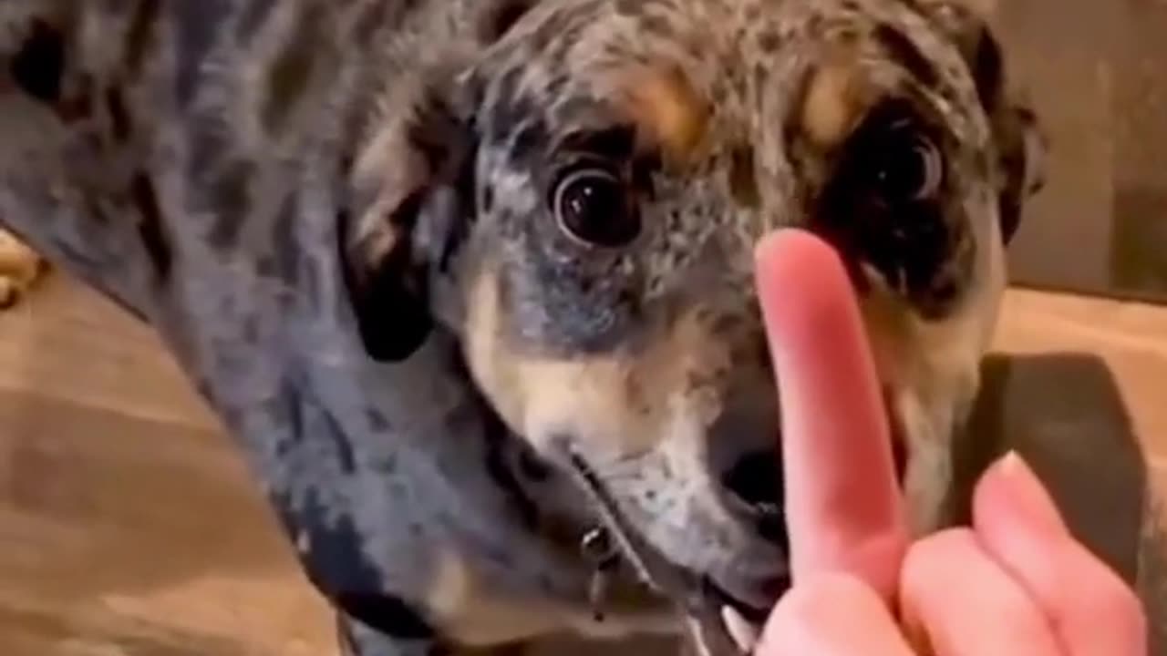 "Hilarious Dog Reactions to the Middle Finger! 😂🐶 | Funny Dog Videos 2023"