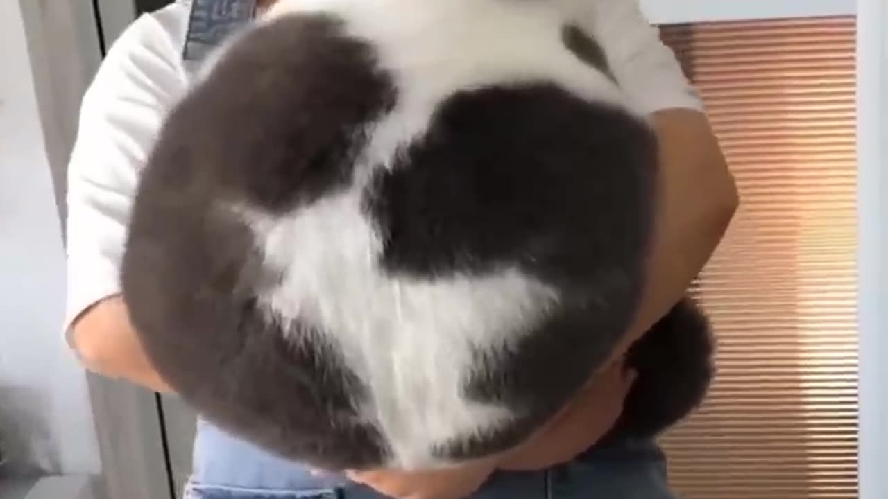 Funniest Videos 2023 😂 Funny Cats