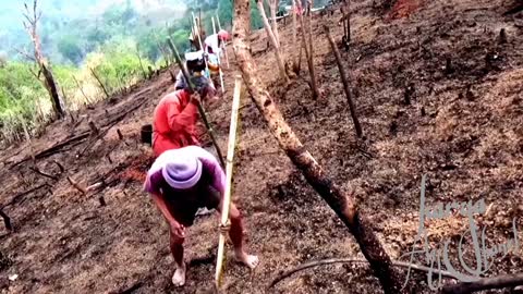 Farming on the slopes of Indonesian Mountains