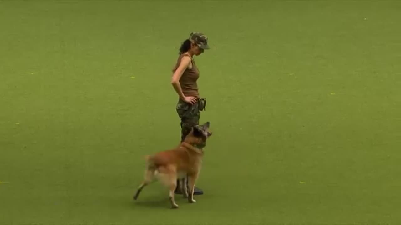 dog tarening video