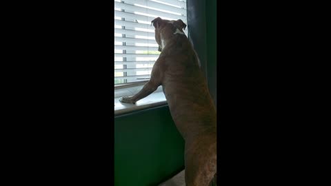 Camera Shy Dog Can't Resist Howling When His Owner Leaves..