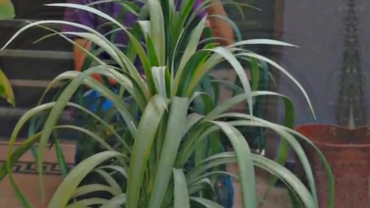 TRENDING | HF3 VLOGS | #viral