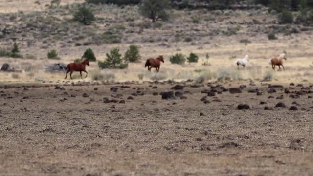 Wild Running