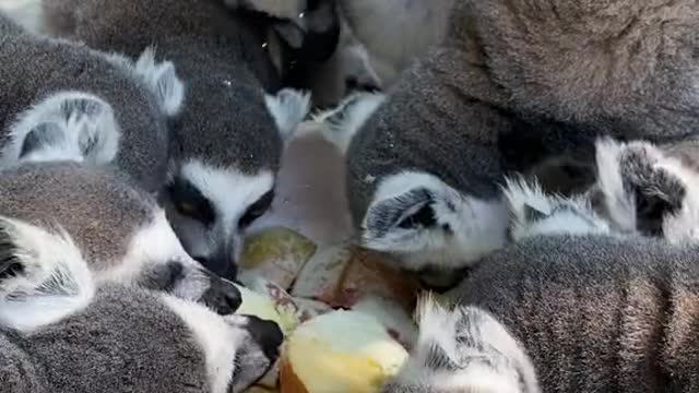 Lemurs eat six meals a day, fruits and vegetables a day