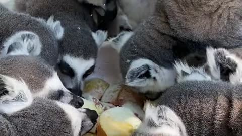 Lemurs eat six meals a day, fruits and vegetables a day