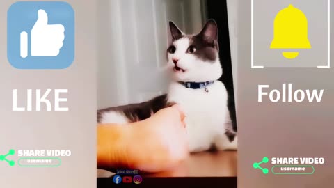 Funniest Animals Video 2023 - Funny Dog and Cat Videos part 4 🤣