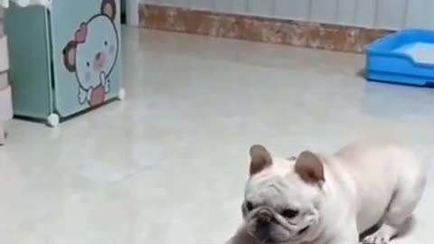 Funny baby animals videos - 3