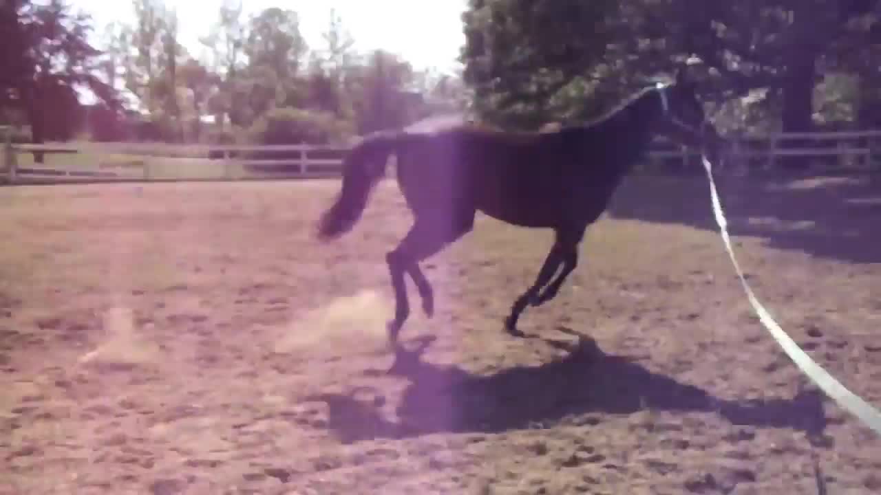 Lunging Reading Body Language Horse & Rider