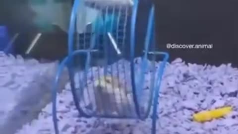 funny and cute animal