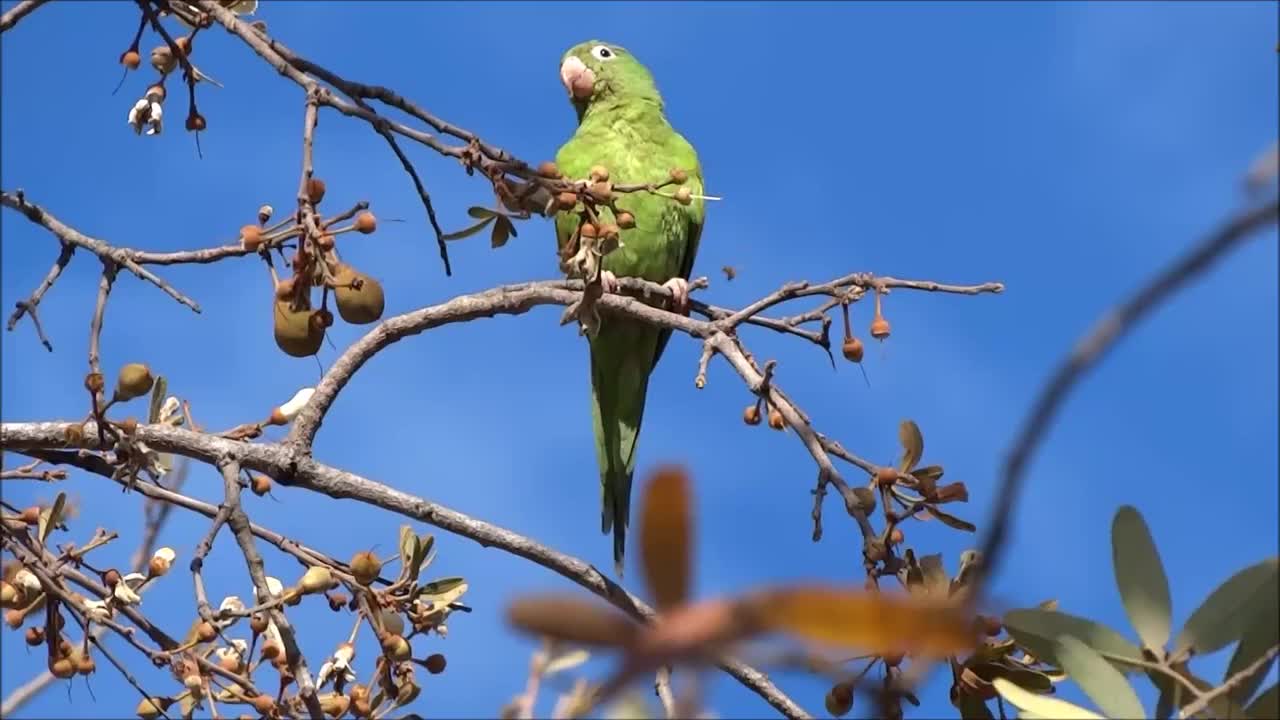 Natural Parrot Sounds